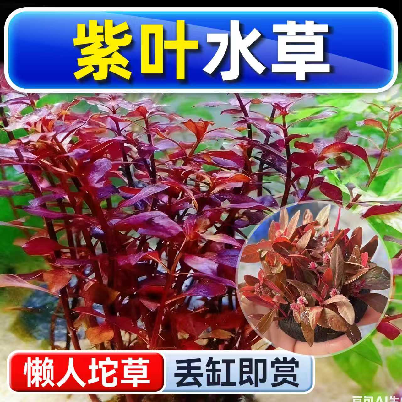海洛伊鱼缸专用紫叶坨草水草