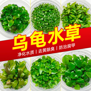 水草植物鱼缸真草造景生态全套摆件养鱼增氧铺底阴性水培净化绿植