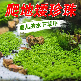 水草植物鱼缸真草造景生态全套摆件养鱼增氧铺底阴性水培净化绿植
