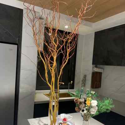 好货进口德国金龙柳 鲜切水培植物木本花卉室内摆设水培绿植 可养