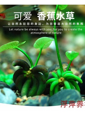 速发香蕉草0蕉草水中叶前景水草造景草人草鱼缸造景水懒Y6结0
