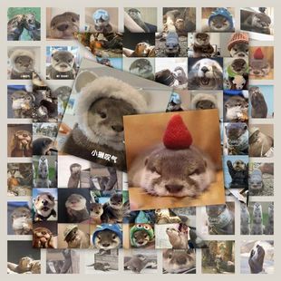 120张超萌水獭贴纸可爱手账diy装饰手机壳笔记本电脑水杯防水贴画