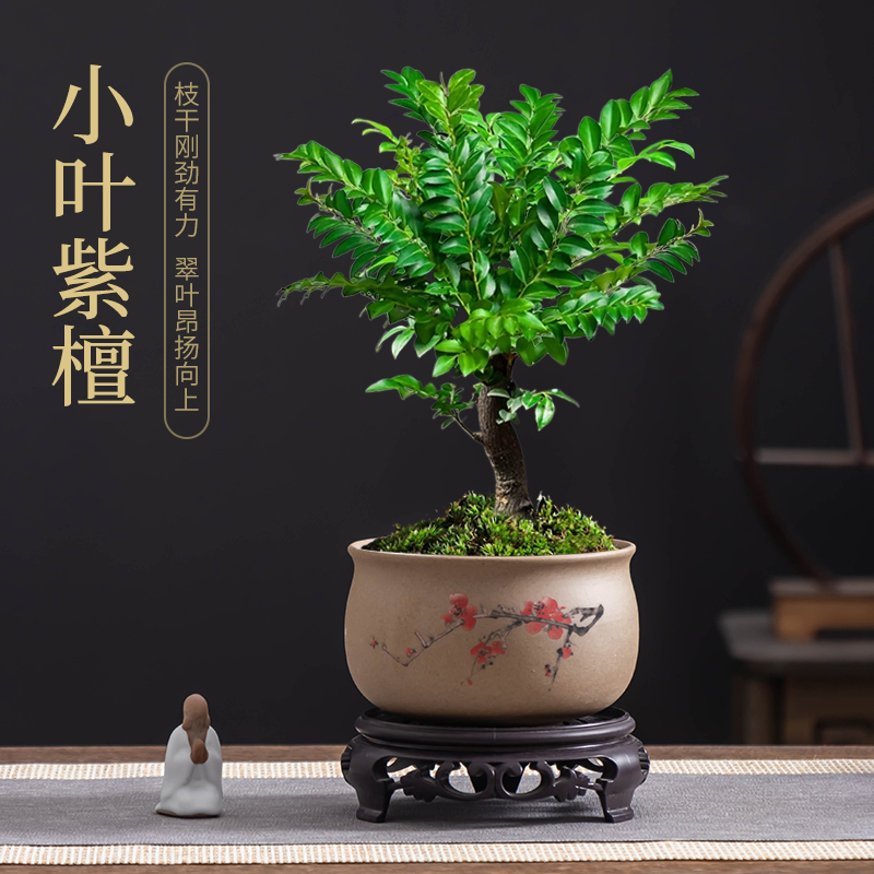 小叶紫檀花盆家用粗陶瓷小号绿植盆景盆栽底部透气桌面摆件带托盘
