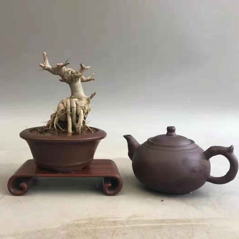 对节白蜡盆景老桩盆栽白皮微型掌上桌面熟桩矮霸绿植带盆栽好包邮