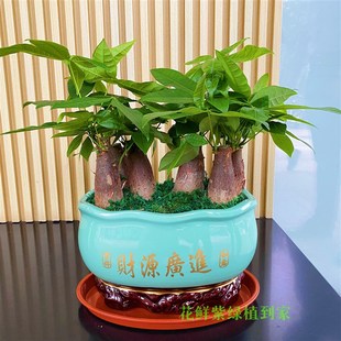 深圳发财树盆栽 吸收甲醛绿植造型盆景 开业送礼办公室客厅盆栽