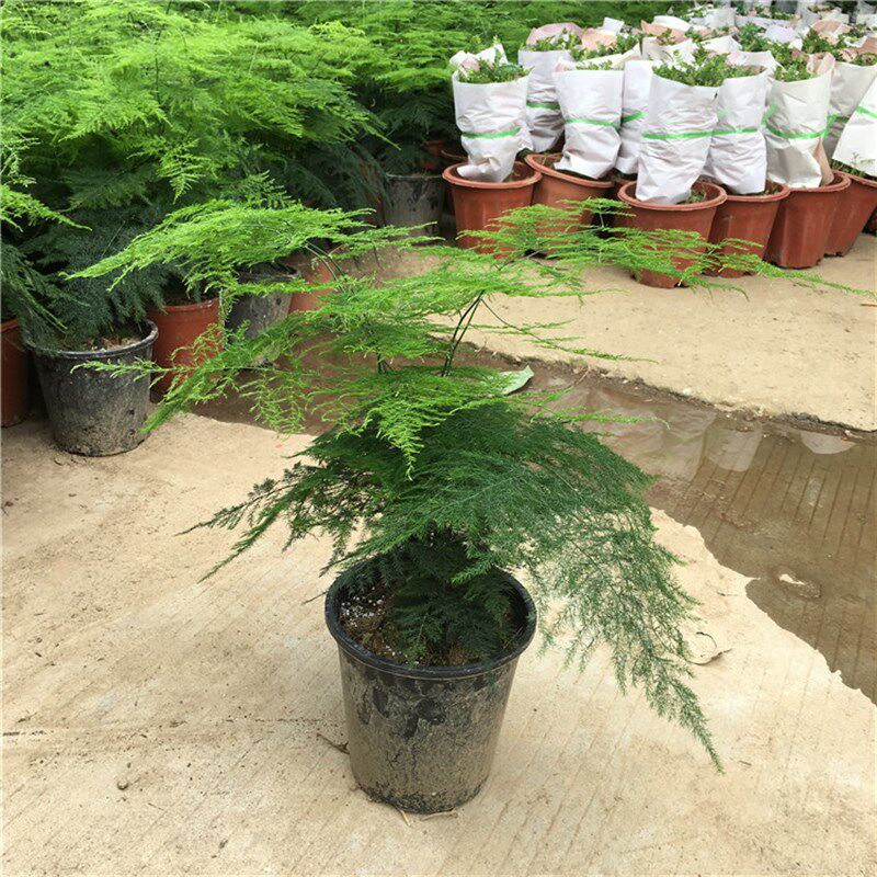 大型文竹盆栽植物室内绿植桌面客厅净化空气四季常青云竹密叶