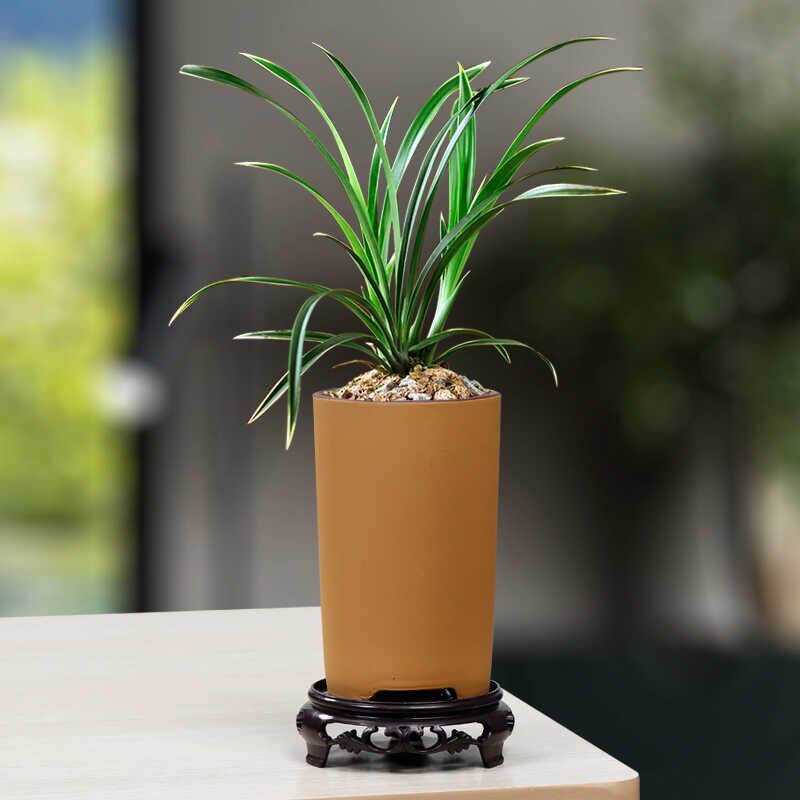 紫砂兰花蝴蝶兰花盆透气古典陶瓷兰草文竹带托盘盆景多肉室内桌面