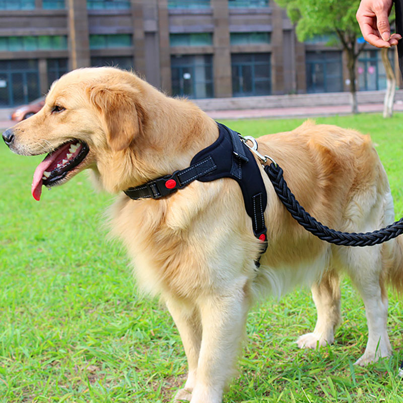 狗狗牵引绳胸背带金毛拉布拉多中大型犬狗链子加粗八股狗绳防爆冲