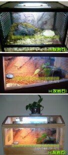 爬虫箱雨林陆龟箱鱼缸水族箱背景纸背景画背景图壁纸壁画10CM 1米