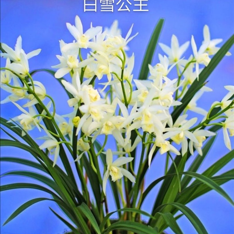 甜香娇美红花 台北小姐 花大 杂交兰浓郁甜香 花色鲜艳