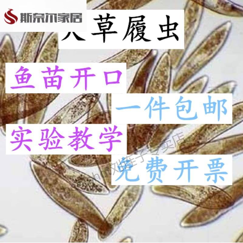 速发大密度草履虫培养液 教学实高 斗鱼苗开口料 洄水种验草覆虫