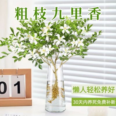 速发九里培季物室内绿植好养盆栽四懒开花桌面花卉吊钟植人马醉木