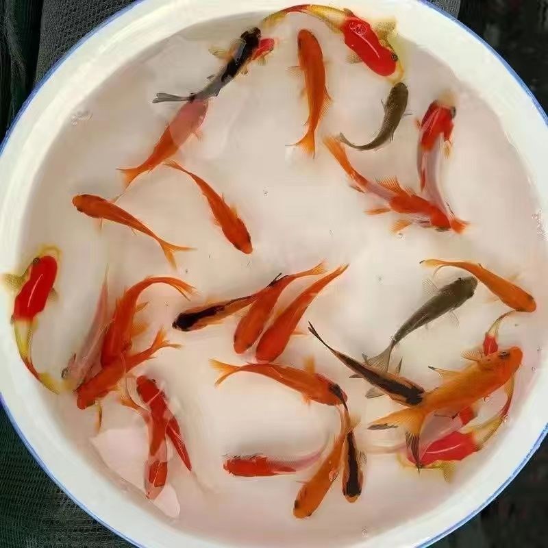 速发冷水观赏鱼鱼苗活草鱼鱼食草小金活包鱼龙闯缸兰鱼尾