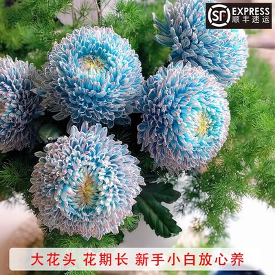 速发青花瓷牡丹菊云南基地直发蓝色菊花鲜切花水培家用插花花期长