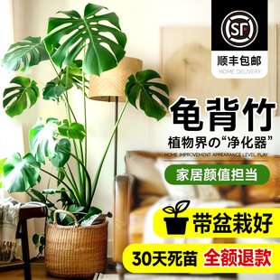 速发龟背竹客栽大盆厅老桩提根气洞办公室净化空仙绿植大型室内吸
