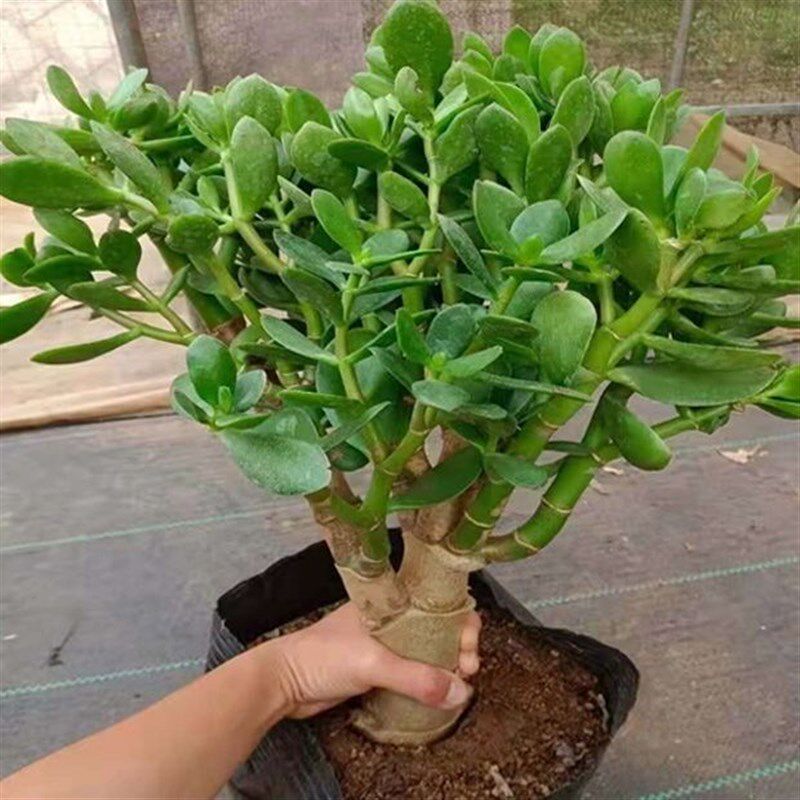 现货超大玉树老桩大叶红边玉树 树桩大叶姬红X花月老桩玉树