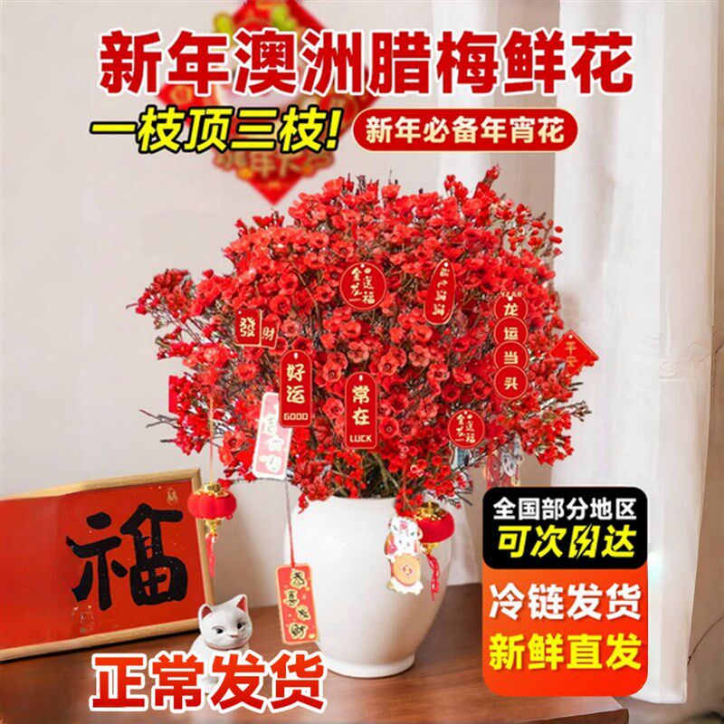 速发澳洲腊梅枝培鲜水干枝真花年宵花卉室内过鲜花冬季蜡梅年切花