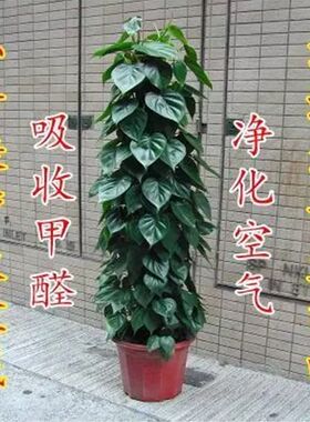 好货室内客厅大型盆栽 大叶绿萝树桩盆景小叶绿萝花卉绿色植净化