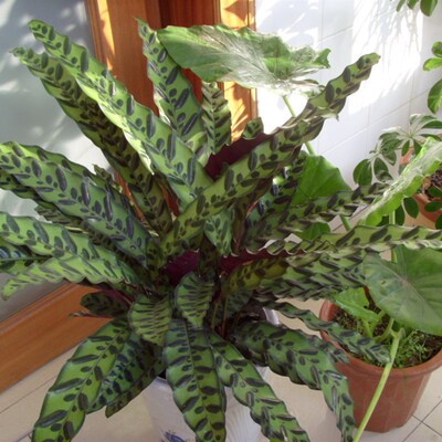 好货猫眼竹芋豹纹花叶竹芋好养观叶植物绿植盆栽净化空气 客厅