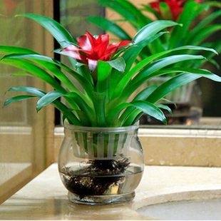 旺财植物适合客厅摆放的绿植寓意好的盆栽鸿运当头家养花卉搬新家