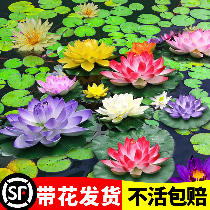 新品睡莲水培植物带花池塘莲花绿植根块水养花卉荷花根茎盆栽碗莲