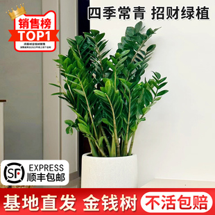 速发金钱树盆栽好卉植物室内客厅招财摇树花串子绿植发财树四季钱