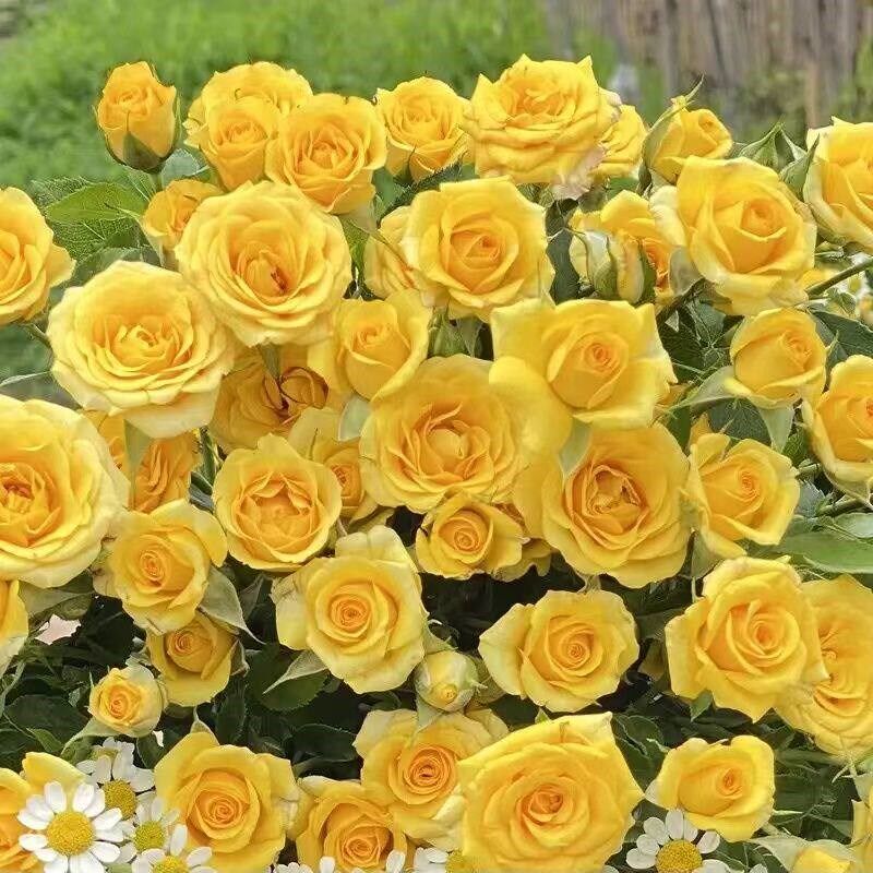 速发玫瑰花仿真花高级感逼真黄玫瑰小雏菊假花花束餐桌摆设轻奢高
