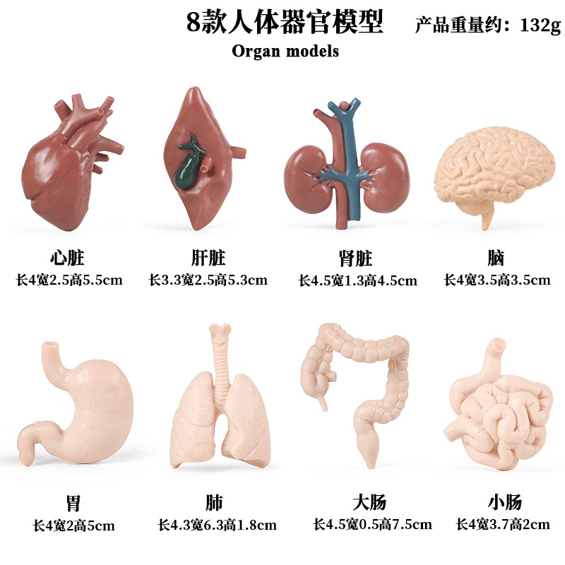 儿童蒙特梭利早教教具仿真人体器官大脑心脏胃肠肺肝脏肾脏小模型