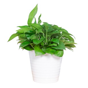 花兮绘 绿萝小盆栽室内办公室桌面除甲醛辐射植物水培好养活绿植