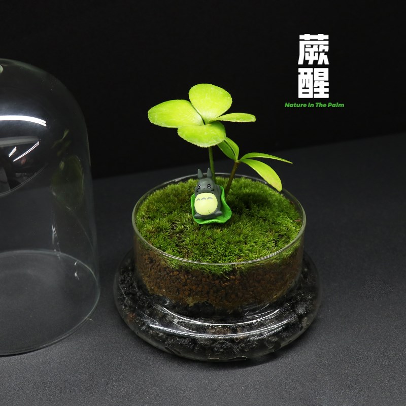 蕨醒丨墨西哥铁树苔藓微景观创意桌面耐阴绿植盆栽新奇植物室内