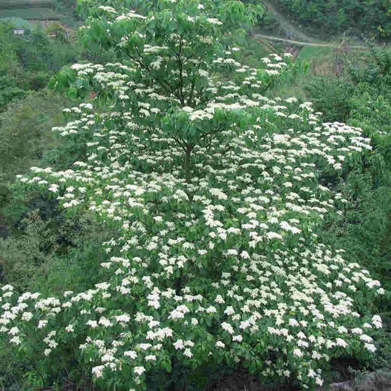 稀有品种别墅树灯台树苗花卉室外 庭院.四季常绿.植物.南北方种植