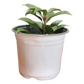 一次性白色大号双色盆育苗盆加厚塑料育苗杯营养钵种植盆简易花盆