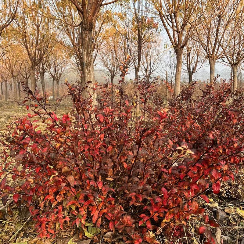 庭院绿植小灌木绣线菊 金焰金山绣线菊 秋冬老桩裸根 蔷薇科植物