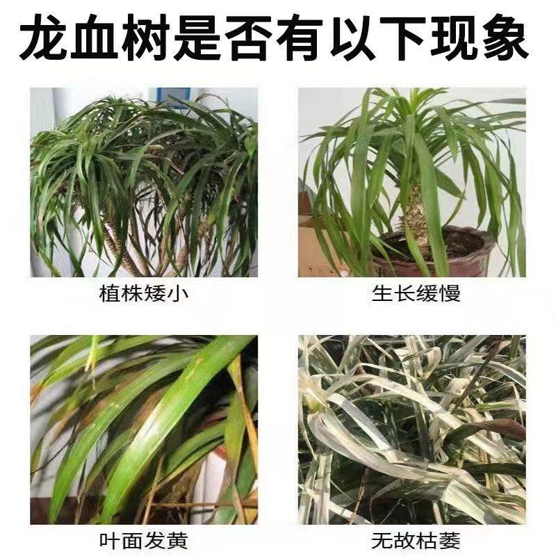 龙血树专用肥龙血树黄叶怎么办叶子干尖发黄龙须树盆栽植物营养液