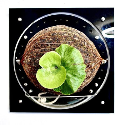 【大号套装】蝴蝶兰鹿角蕨植物上墙上板板植定植相框花盆墙面装饰