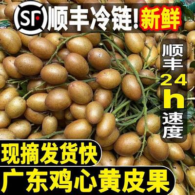 顺丰包邮 6斤广东鸡心黄皮果新鲜现摘酸甜黄弹子当季水果整箱包邮