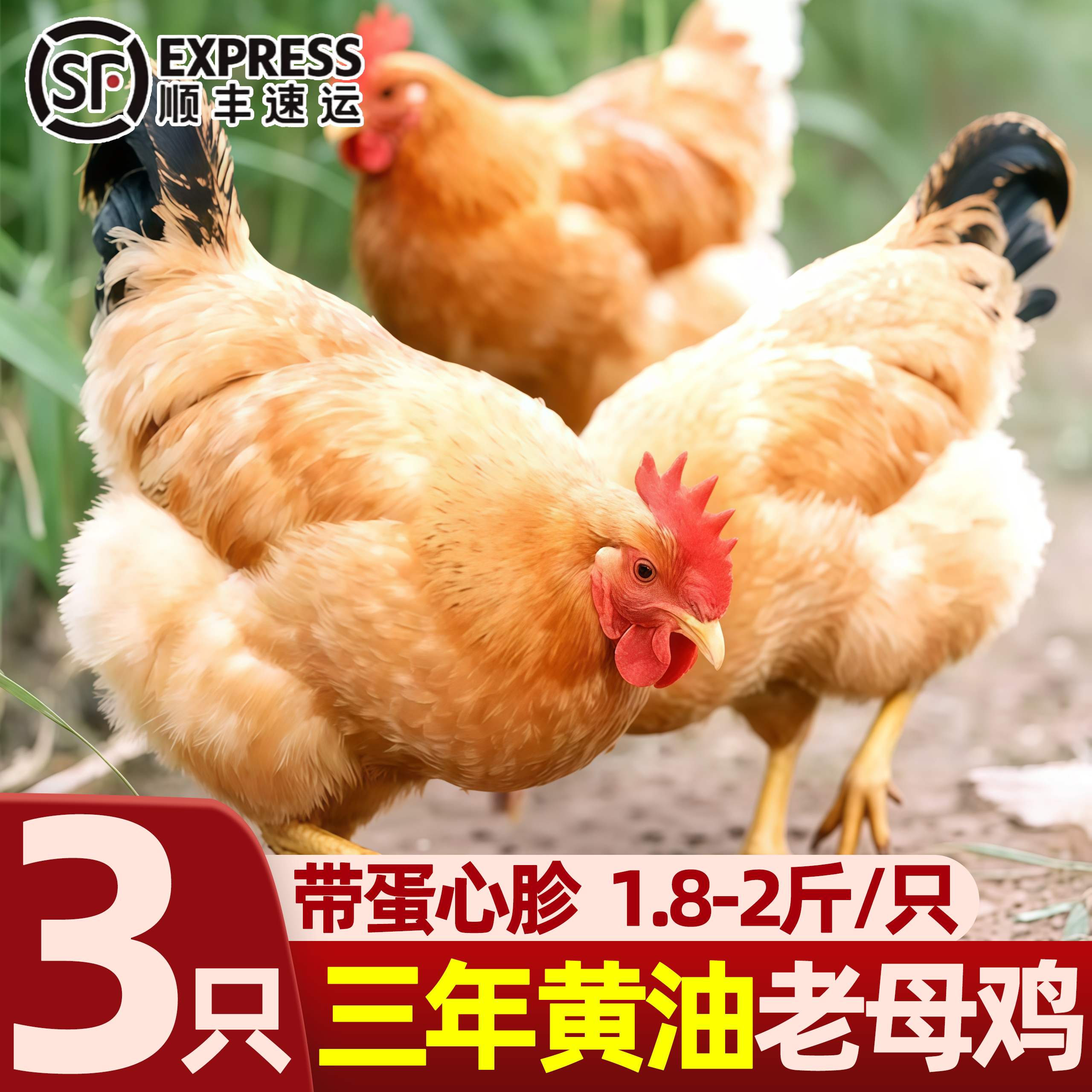 现杀散养黄油老母鸡月子鸡