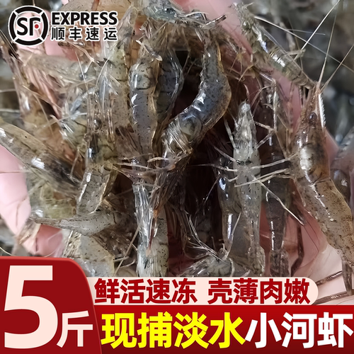 淡水鲜活速冻当季现捕大号河虾