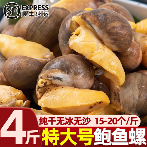 特大号黄金鲍鱼螺纯干速冻商用