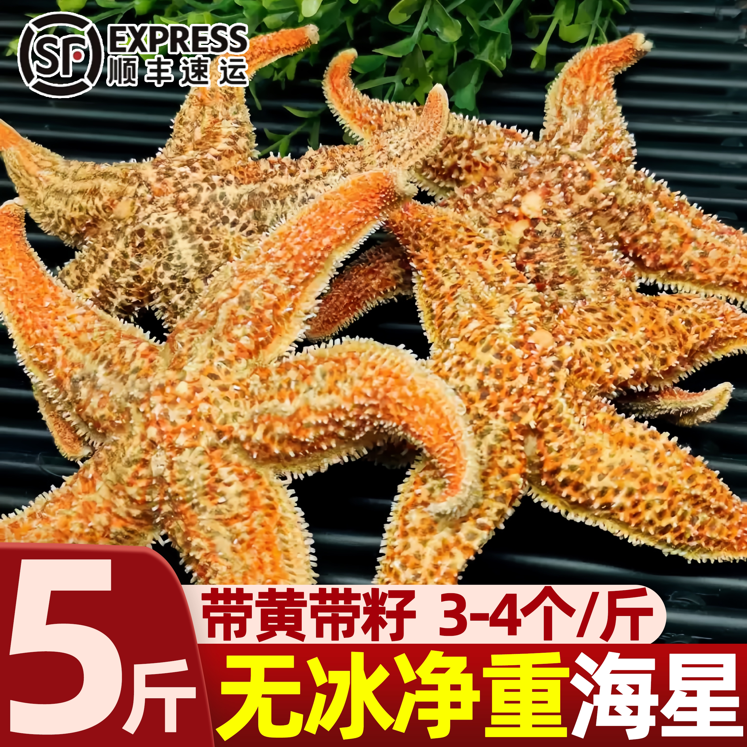 野生速冻特大满籽海星