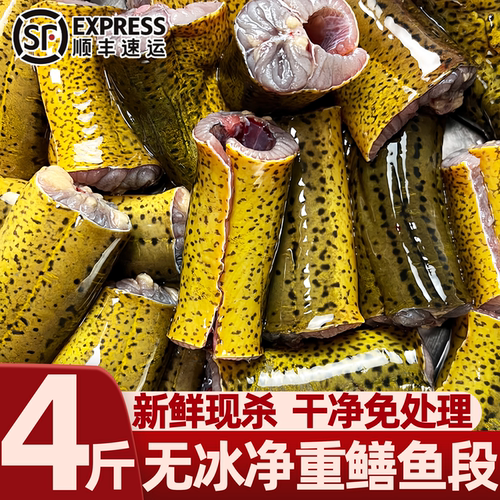 冷冻无冰现杀去头内脏黄鳝段