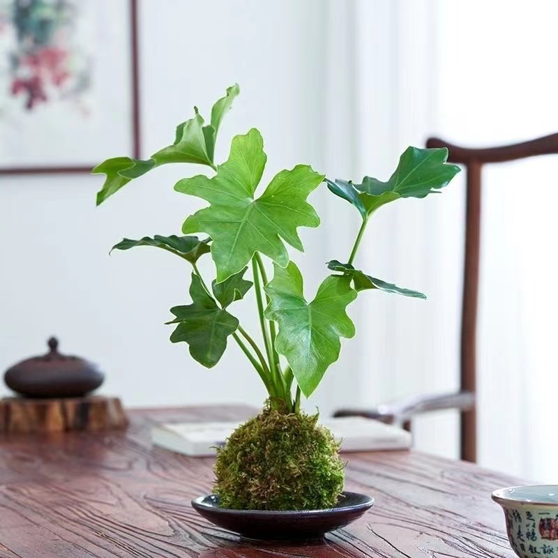 速发水龙植物春羽苔藓桩培鳞小天使老球室内桌面盆栽绿植净化空气,鲜花速递/花卉仿真/绿植园艺,造型盆景,淘宝优惠券,粉丝福利购,淘宝优惠卷