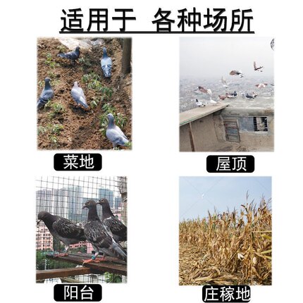 极速新款捕鸽神器赛信鸽撞门收鸽机加密自动抓鸽跳笼户外养鸽子天