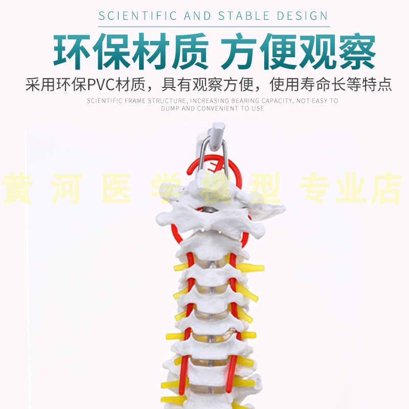 人体脊柱模型1:1成人医学正骨练习骨骼模型颈椎腰椎脊椎骨架模型