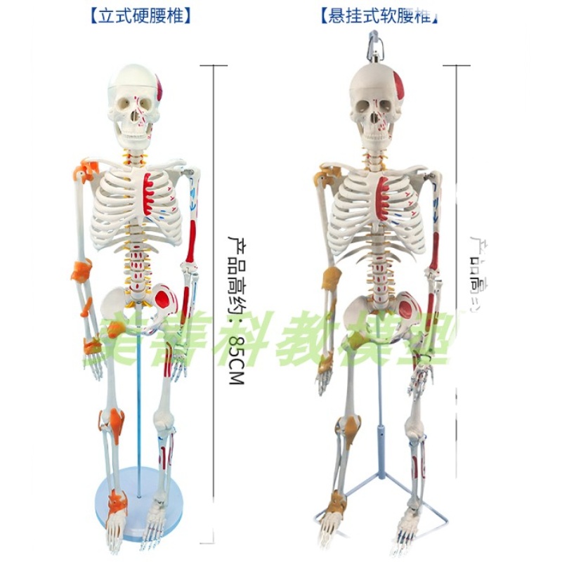 85CM人体骨骼模型着色韧带骨架人体模型成人小白骷髅教学脊椎拆卸