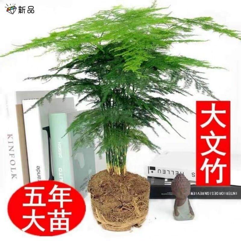 极速大文竹不含盆家用室内客厅绿植花卉盆栽办公室桌面植物文松盆
