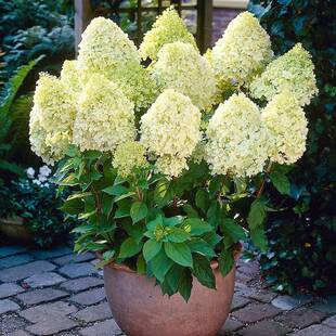 极速海蒂 石灰灯圆锥绣球耐热耐寒耐晒阳台庭院花卉植物盆 花园