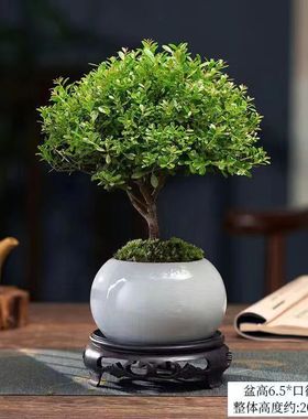 雾松盆栽植物室内四季常青绿植好养易活阳台办公室桌面绿色小盆景