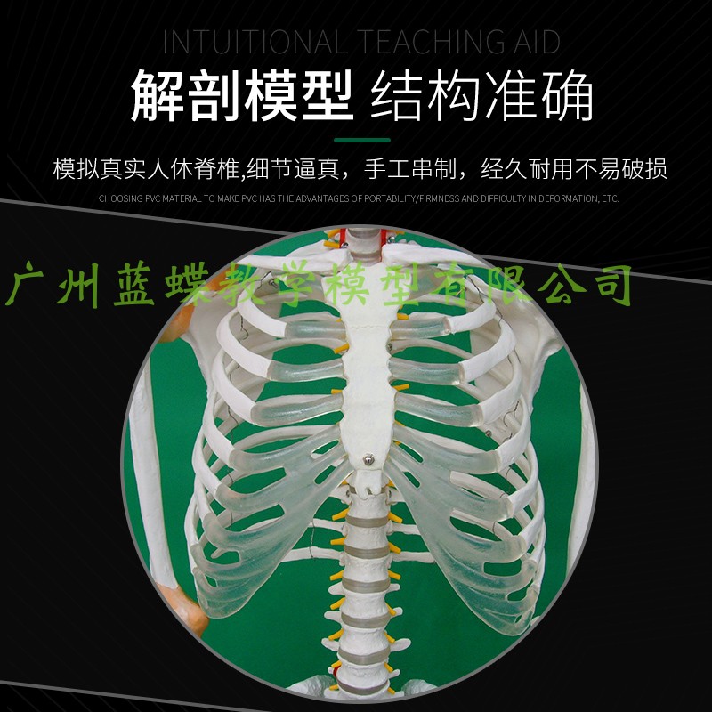 170cm人体骨骼模型骨架人体模型成人小白骷髅 教学 脊椎 全身骨骼