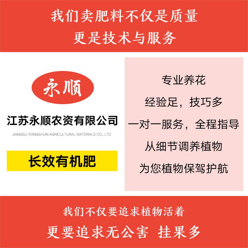 极速芳心草无花果肥料盆栽室内室外当年结果绿植四季种植庭院阳台